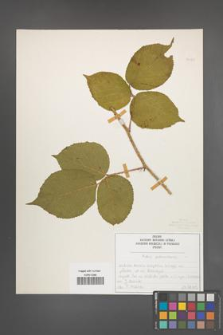 Rubus pedemontanus [KOR 50483]