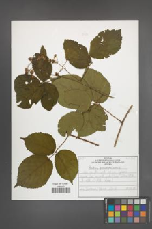 Rubus pedemontanus [KOR 50486]