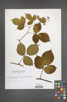 Rubus pedemontanus [KOR 52624]