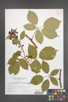 Rubus parthenocissus [KOR 43972]