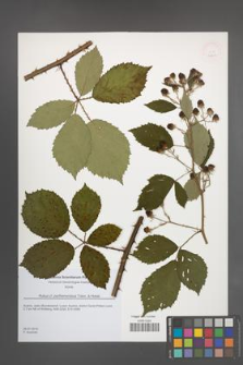Rubus parthenocissus [KOR 51804]