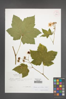 Rubus parviflorus [KOR 42611]