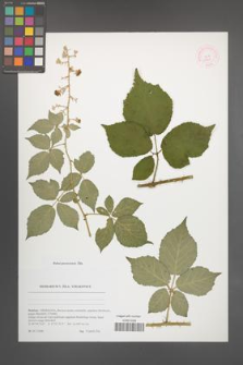 Rubus passaviensis [KOR 51774]
