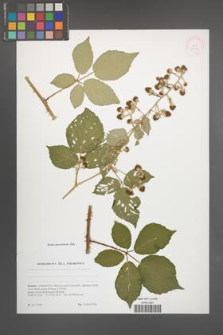 Rubus passaviensis [KOR 51773]