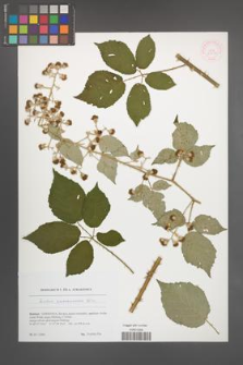 Rubus passaviensis [KOR 51772]