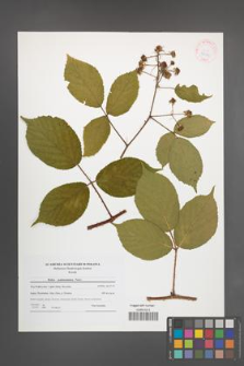 Rubus pedemontanus [KOR 42136]