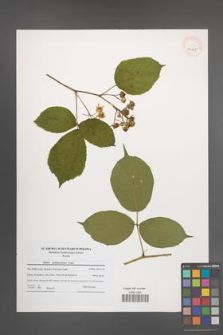 Rubus pedemontanus [KOR 40665]