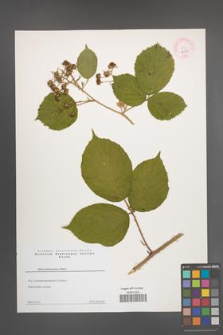 Rubus pedemontanus [KOR 44330]
