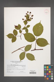 Rubus pedemontanus [KOR 40772]