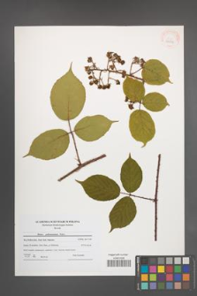 Rubus pedemontanus [KOR 40834]