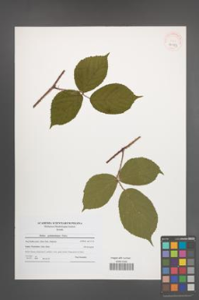 Rubus pedemontanus [KOR 40953]