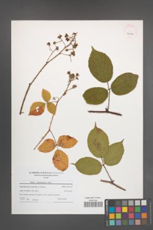 Rubus pedemontanus [KOR 40904]