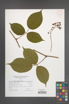 Rubus pedemontanus [KOR 41048]
