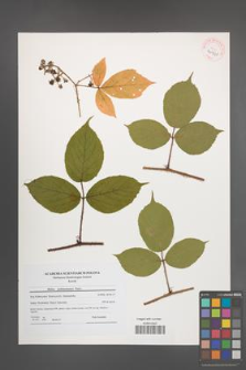 Rubus pedemontanus [KOR 40961]