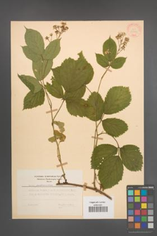 Rubus pedemontanus [KOR 30696]