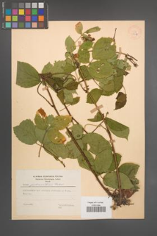Rubus pedemontanus [KOR 28027]