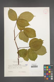 Rubus pedemontanus [KOR 6267]