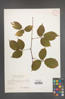 Rubus pedemontanus [KOR 10556]