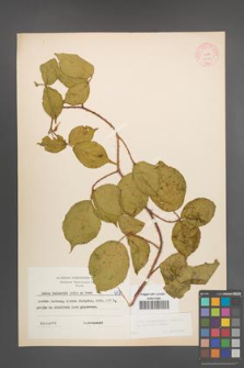 Rubus pedemontanus [KOR 6071]
