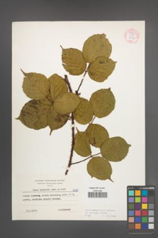 Rubus pedemontanus [KOR 54881]