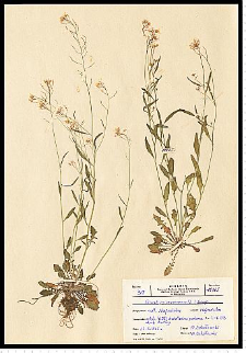 Cardaminopsis arenosa (L.) Hayek