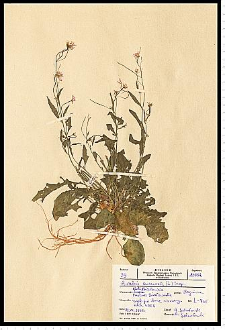 Cardaminopsis arenosa (L.) Hayek