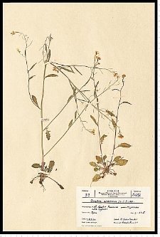 Cardaminopsis arenosa (L.) Hayek