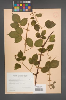 Rubus pedemontanus [KOR 23442]