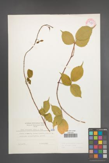 Rubus pedemontanus [KOR 6064]