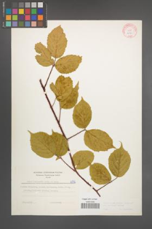 Rubus pedemontanus [KOR 6072]