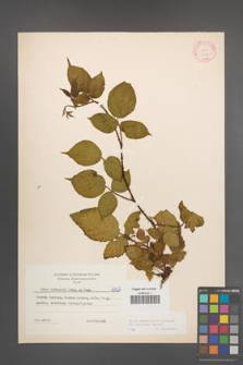 Rubus pedemontanus [KOR 6067]