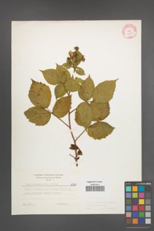 Rubus pedemontanus [KOR 6060]