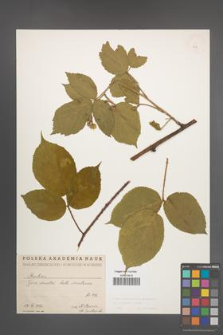 Rubus pedemontanus [KOR 716]