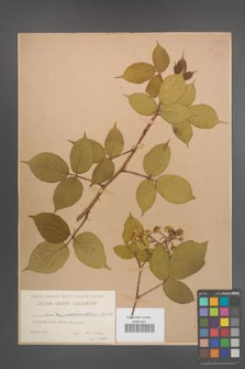 Rubus pedemontanus [KOR 54025]