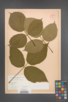Rubus pedemontanus [KOR 54169]
