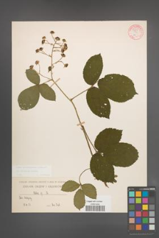 Rubus pedemontanus [KOR 54888]