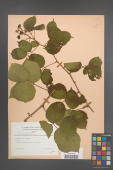 Rubus pedemontanus [KOR 23451]