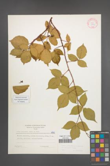 Rubus pedemontanus [KOR 6063]