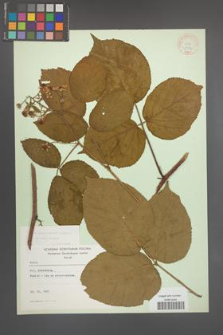 Rubus pedemontanus [KOR 10553]
