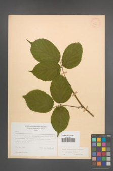 Rubus pedemontanus [KOR 22900]