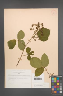 Rubus pedemontanus [KOR 22886]