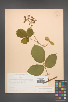 Rubus pedemontanus [KOR 22877]