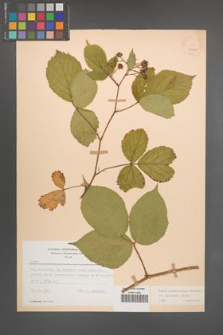 Rubus pedemontanus [KOR 22890]