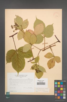 Rubus pedemontanus [KOR 22892]
