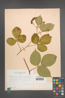 Rubus pedemontanus [KOR 22891]