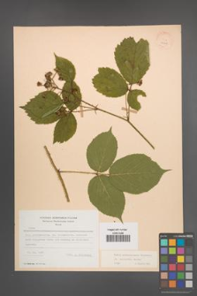 Rubus pedemontanus [KOR 22878]