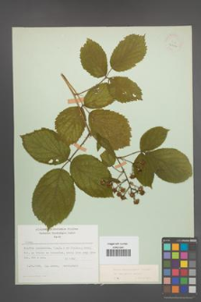 Rubus pedemontanus [KOR 22906]