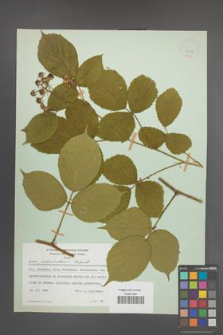 Rubus pedemontanus [KOR 22996]
