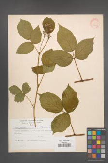 Rubus pedemontanus [KOR 31392]