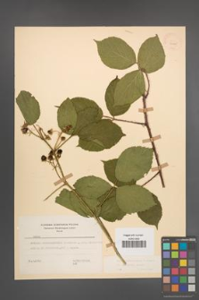 Rubus pedemontanus [KOR 22925]